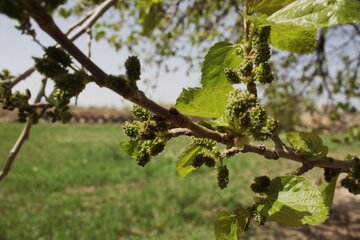 کوچه باغ های سمنان در بهار 1400