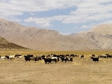 مشکل کمبود نهاده دامی عشایر استان تهران برطرف می شود