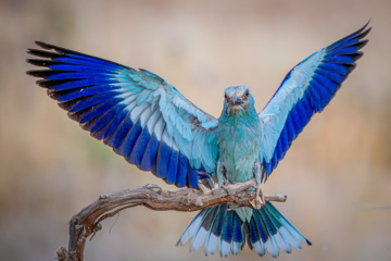 Birdwatching in Iran