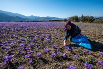 Cosecha de azafrán en el norte de Irán