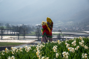 Iran : récolte des narcisses dans la province du Golestan 