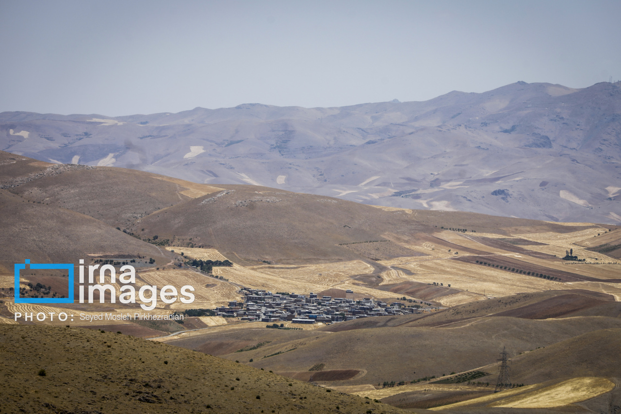 برداشت سنتی گندم از مزارع کردستان