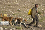 ابتلای انسانی به بیماری هاری در هرمزگان گزارش نشده است