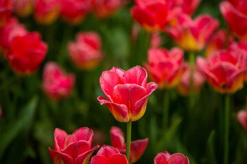 Le Jardin Iranien pour admirer les tulipes dans la capitale Téhéran