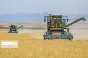 ۵۸۰ هزار تن گندم امسال در استان اردبیل تولید می‌شود