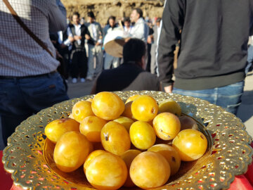 جشنواره آلو و پخت غذاهای محلی روستای حیدره قاضی خانی