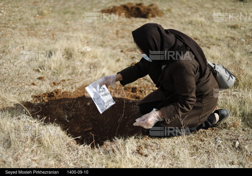 پویش مردمی بذرکاری برای احیای جنگل های زاگرس