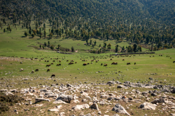 Iran: plaine de Markouh dans la province du Golestan au nord