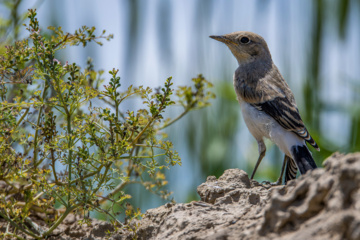 World Migratory Bird Day