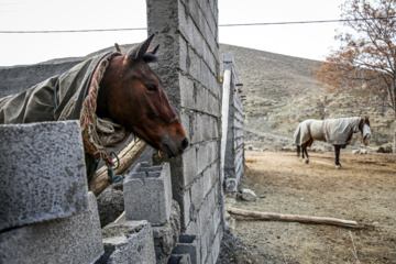 Les chevaux turkmènes de race pure dans la province du Khorasan du Nord