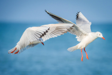 Birdwatching in Iran