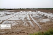 باران کشتزارهای خراسان شمالی را سیراب کرد