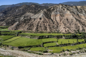 Terraced cultivation of rice in northern Iran