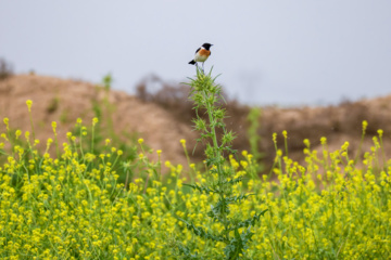 خوزستان کےعلاقے چمیم کی وائلڈ لائف -رابن 
(Robin- chat)