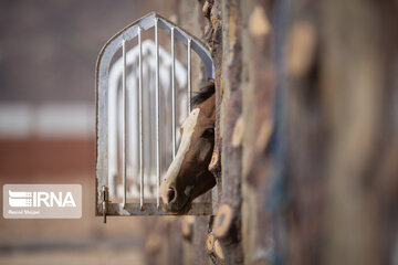 Endurance riding competition in Iran