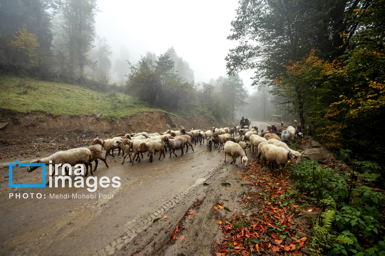 پاییز هزار رنگ مازندران