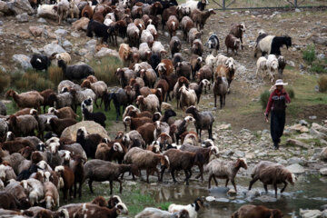 زندگی عشایر در مراتع همدان