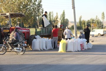 برداشت تخم کدو آجیلی در باروق