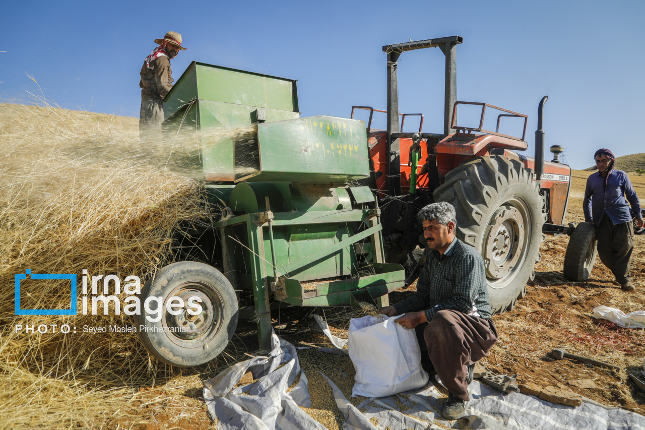 برداشت سنتی گندم از مزارع کردستان