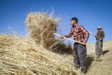 Traditional wheat harvest in western Iran