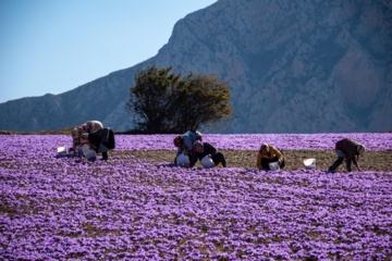 Cosecha de azafrán en el norte de Irán