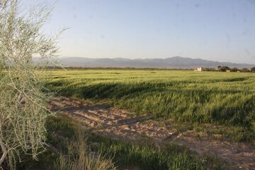 مزارع گندم وجو در سمنان