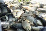 سه هزار تن ماهی در سبزوار تولید شد