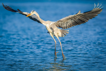 Birdwatching in Iran