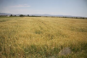 مزارع گندم وجو در سمنان