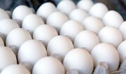 تخم مرغ از کامل‌ترین معجون‌های سلامتی