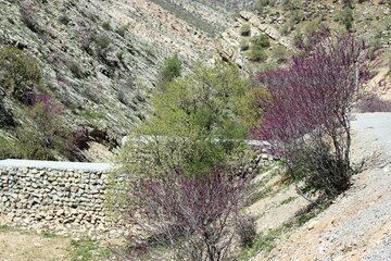 بهار زیبا در دره ارغوان