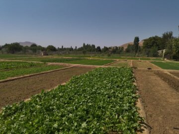 بوکان يكي از قطب هاي مهم توليد سبزي در آذربايجان غربي است