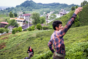 Lahijan tea