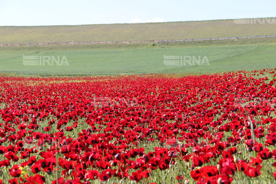 طبیعت بهاری مغان