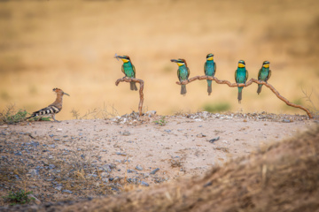 Birdwatching in Iran