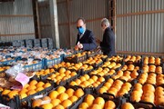 ۴۳۰ تن میوه برای شب عید خراسان شمالی آماده توزیع شد