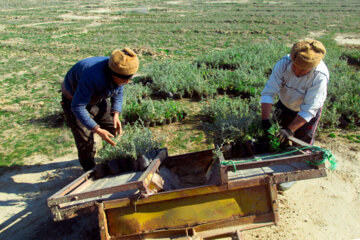 بیابان‌زدایی در گلستان