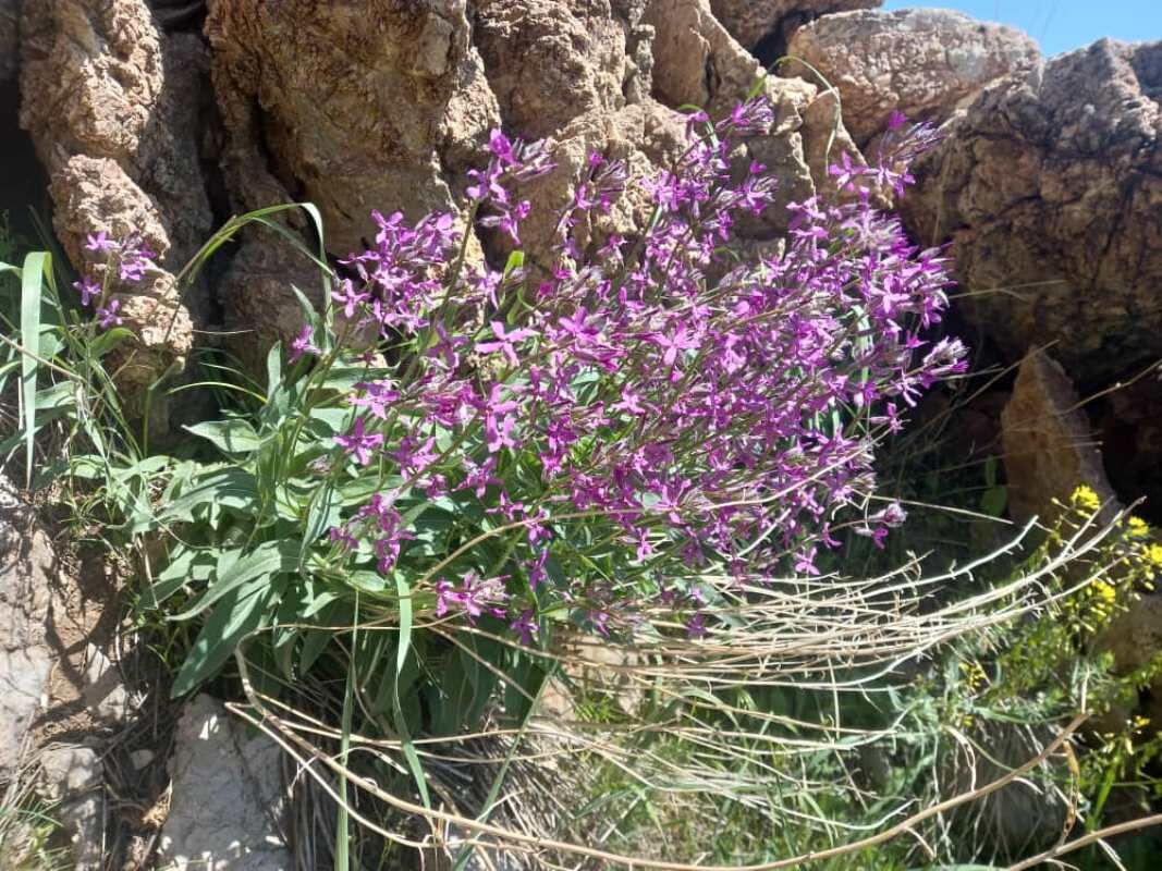 "پیرروستم" منطقه ای سرسبز برای ییلاق و قشلاق مردم هورامان تخت 2