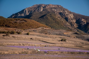 Cosecha de azafrán en el norte de Irán