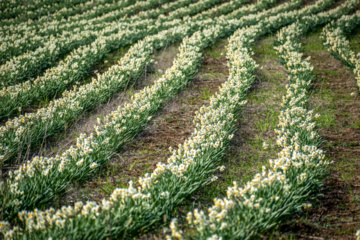 Iran : récolte des narcisses dans la province du Golestan 