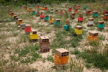 Bee  Breeding