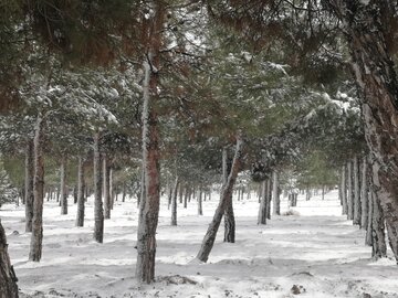 برف و بوران زمستانی و سفیدپوش شدن دامغان