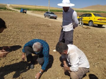 کشت مکانیزه سیر برای نخستین‌بار در بوکان