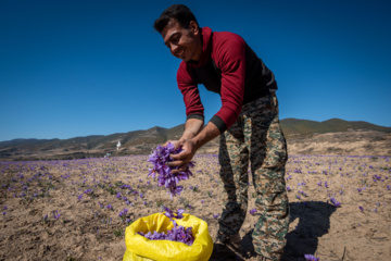 Cosecha de azafrán en el norte de Irán