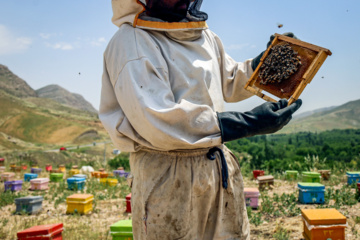 Bee  Breeding