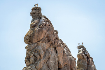 Birdwatching in Iran