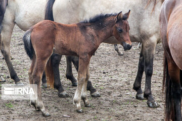 Caspian horse