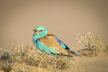 روز جهانی پرندگان مهاجر