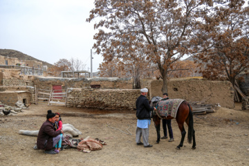 Les chevaux turkmènes de race pure dans la province du Khorasan du Nord