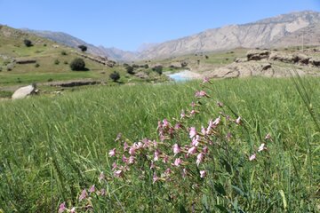 چشم اندازهایی از بهار در طبیعت اندیکا